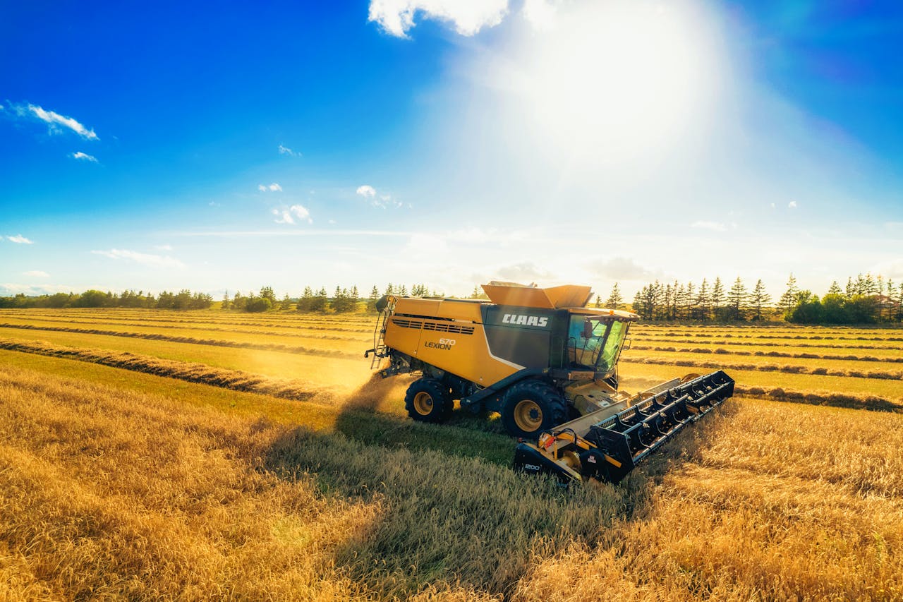 Golden field with a combine harvester under a sunny sky in Summerside, PEI.