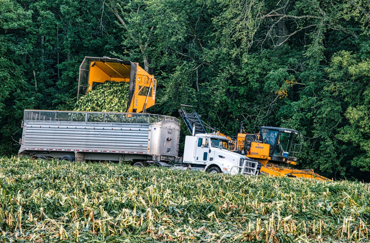 A white semi truck receiving a corn load from Oxbo machinery in a Minnesota field.
