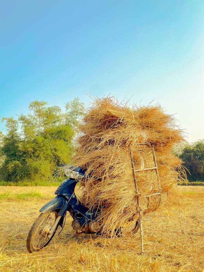A motorbike loaded with hay bales in a rural Vietnamese field.