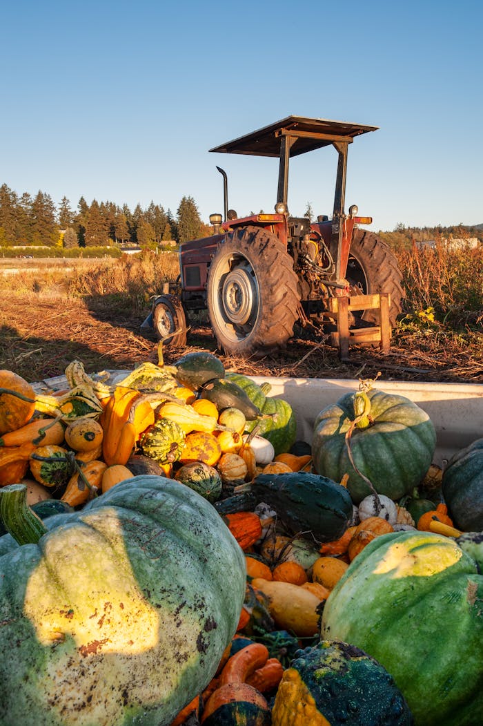 A rustic farm scene in Saanichton, BC, showcasing harvested gourds and a tractor in autumn.